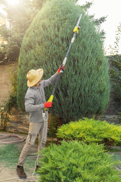 Best Local Tree Services  in Pennington Gap, VA